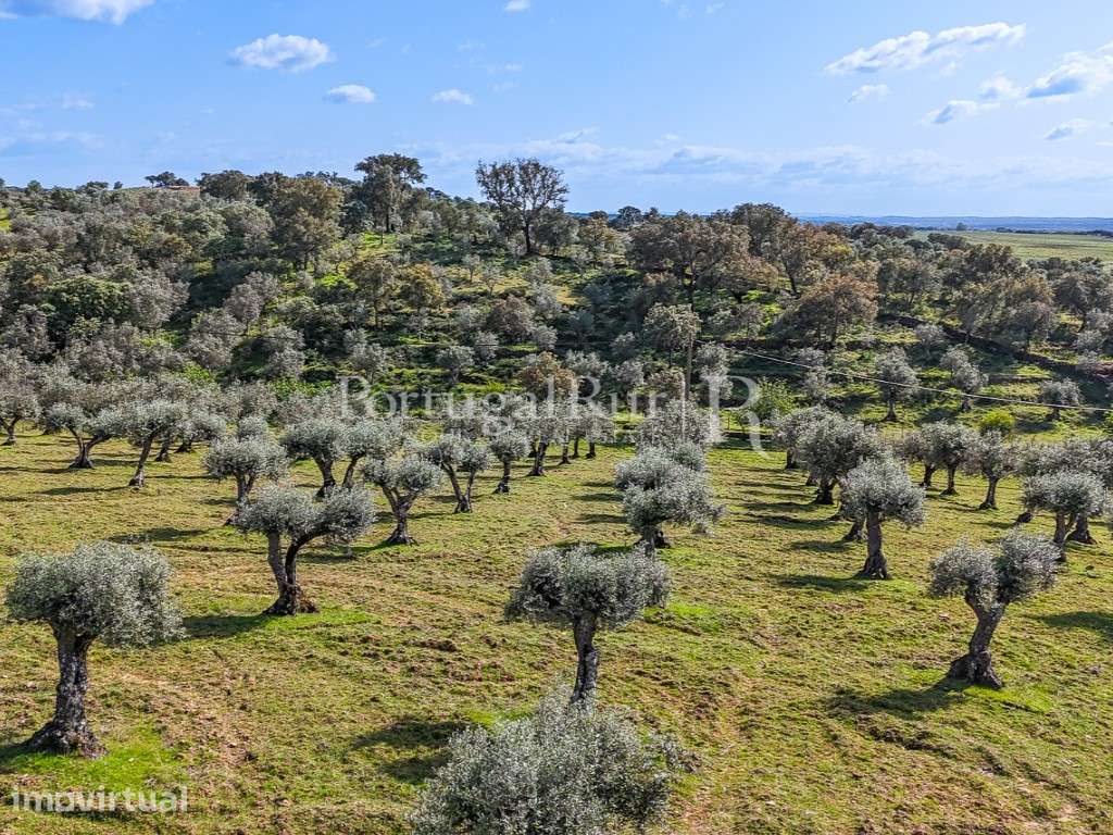 Monte alentejano com 1,3 hectares para recuperar, Évora - Grande imagem: 5/20