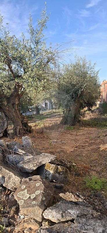 Terreno  para venda - Grande imagem: 5/7