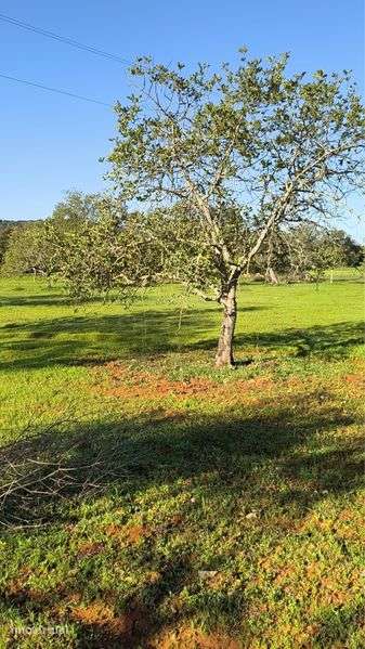 Terreno rústico 5.380 m², Vale de Loulé, Paderne,Albufeira - Grande imagem: 3/8