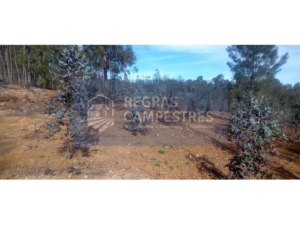 TERRENO RÚSTICO (FLORESTAL) - QUINHÃO HEREDITÁRIO
SANTO ANDRÉ - VI... - Grande imagem: 5/8