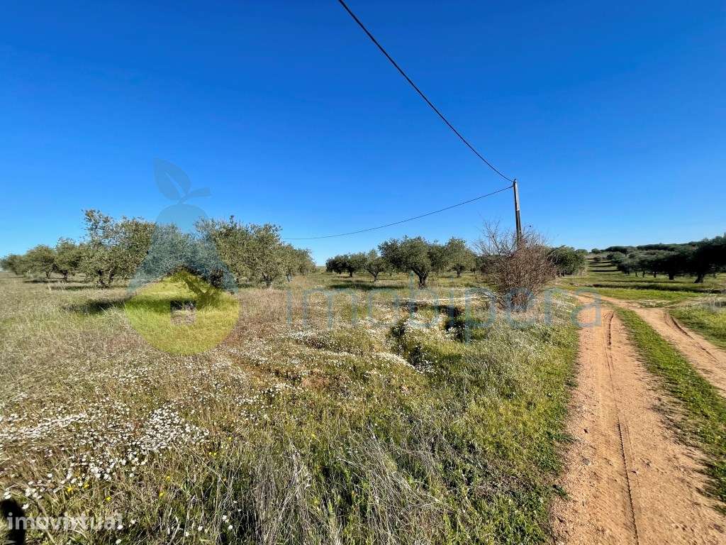 Herdade no Alqueva em Moura - Grande imagem: 3/19