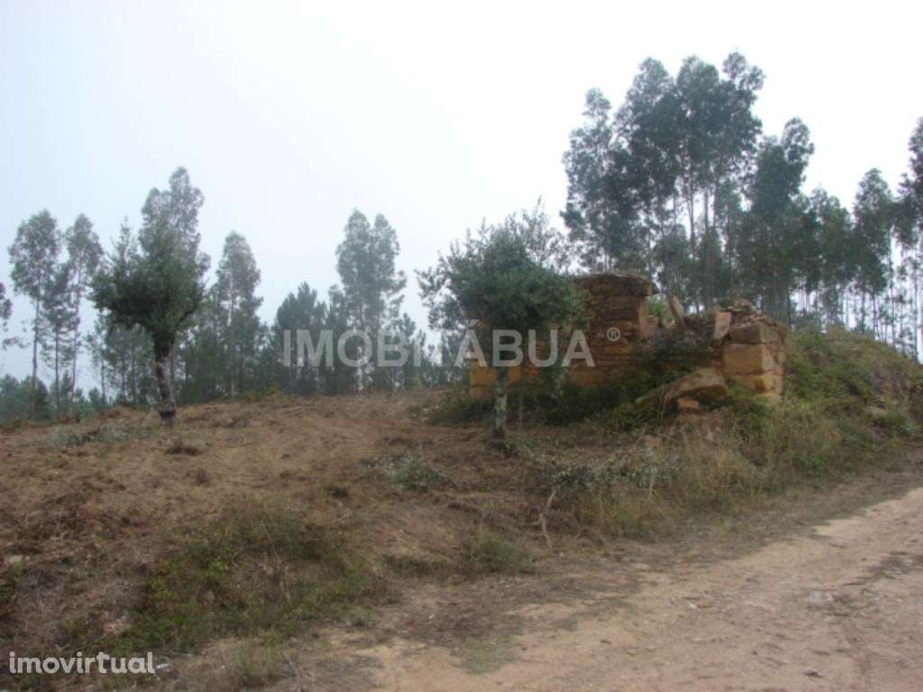 Terreno relativamente plano com uma ruína em pedra e oliveiras - Grande imagem: 4/5