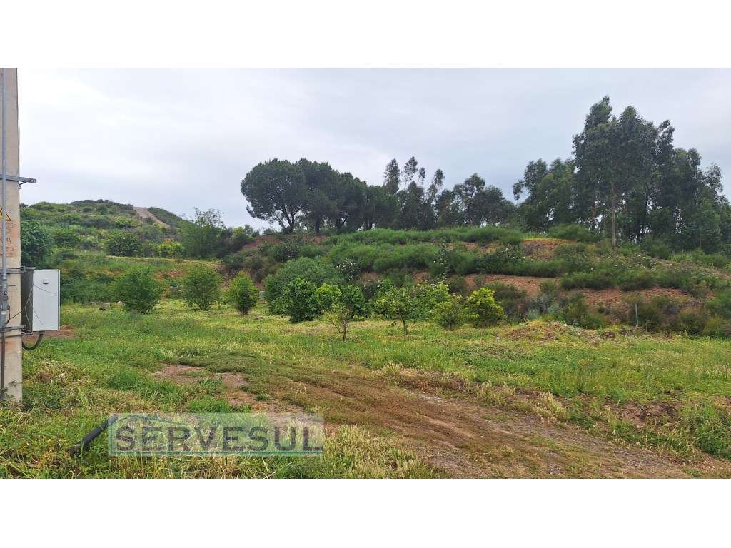 Dois terrenos rústicos para agricultura com árvores de fruto, com u... - Grande imagem: 5/6
