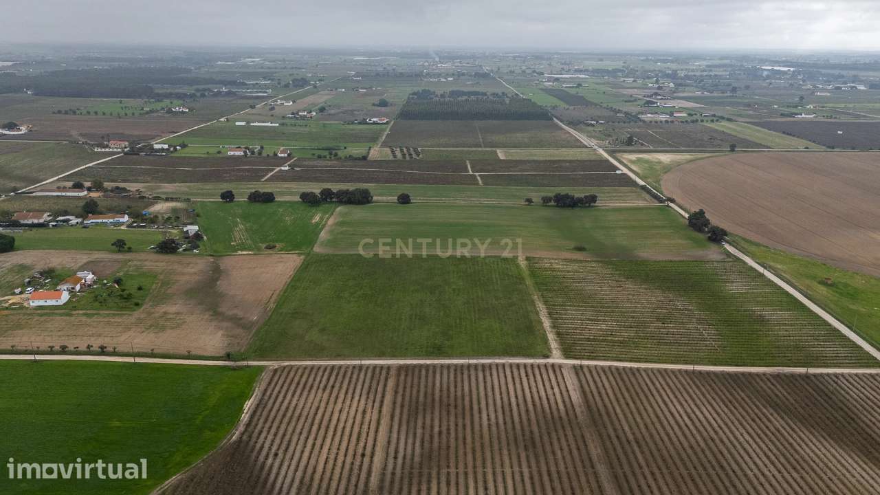 Sto. Isidro de Pegões, Palmela - Prédio Rústico com 3 ha com plantação - Grande imagem: 5/14