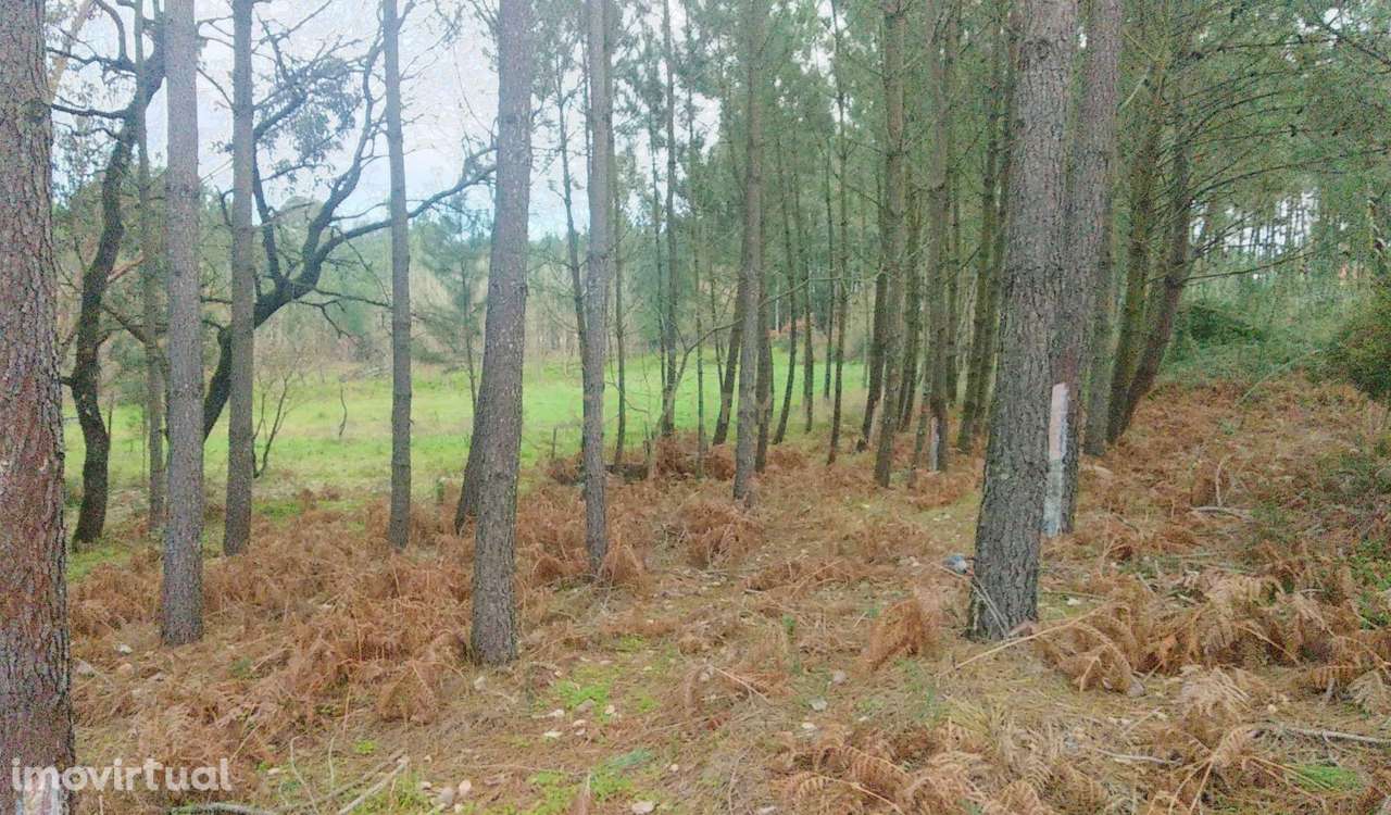 Terreno Rustico com pinheiros - Maceira. - Grande imagem: 4/12