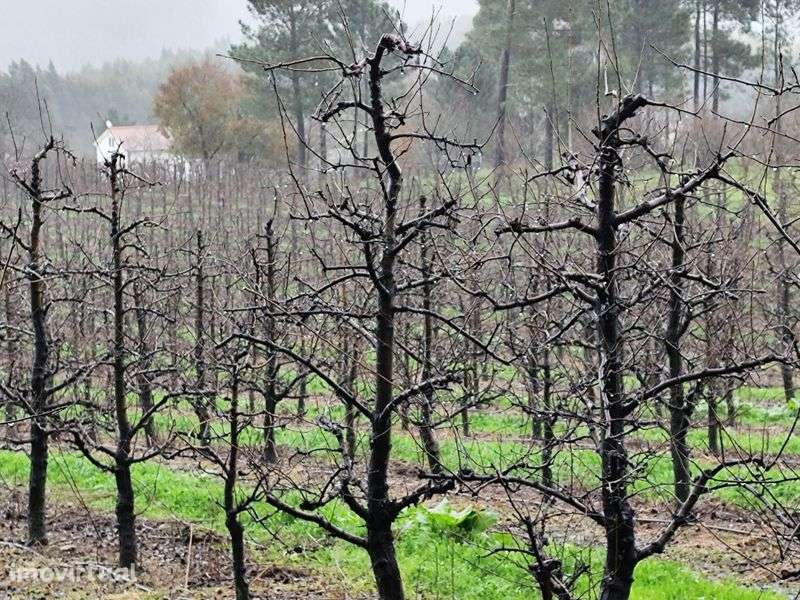 Vendo Terreno muito Bem Localizado Rua Francisco da Silva Madroeira Be - Grande imagem: 3/5