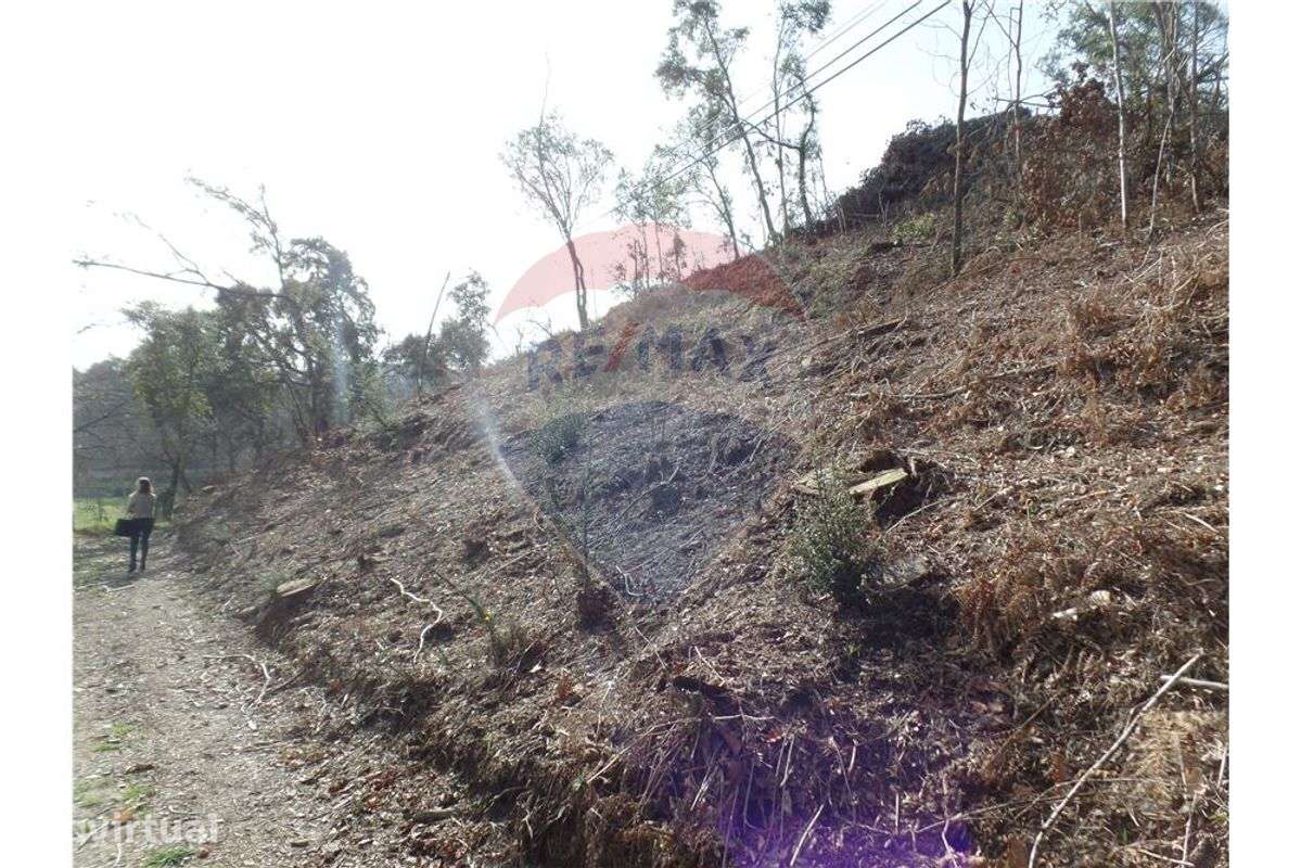 TERRENO FLORESTAL EM ZONA DE IMENSA TRANQUILIDADE - Grande imagem: 3/9