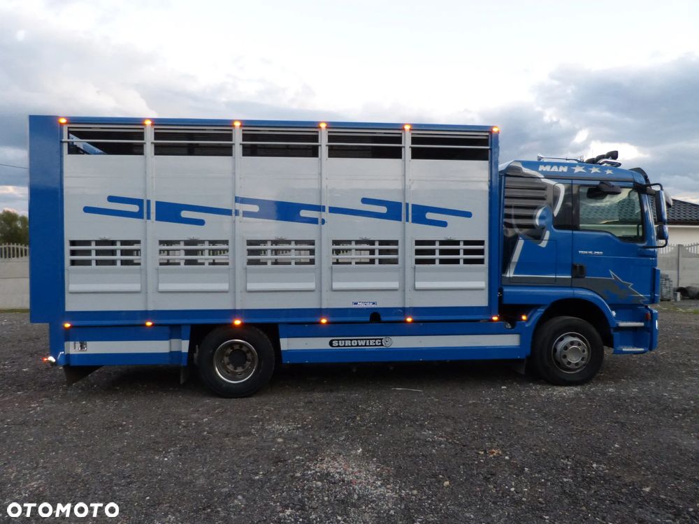 MAN TGM 15.250 DO ŻYWCA / ZWIERZĄT / BYDŁA / WAGA EL/. EURO 6 / DŁ. 5.20M /XENON - 13