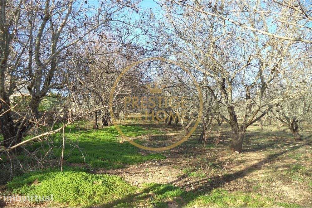 Terreno plano com 19720 m2 com plantação de amendoeiras - Grande imagem: 4/7