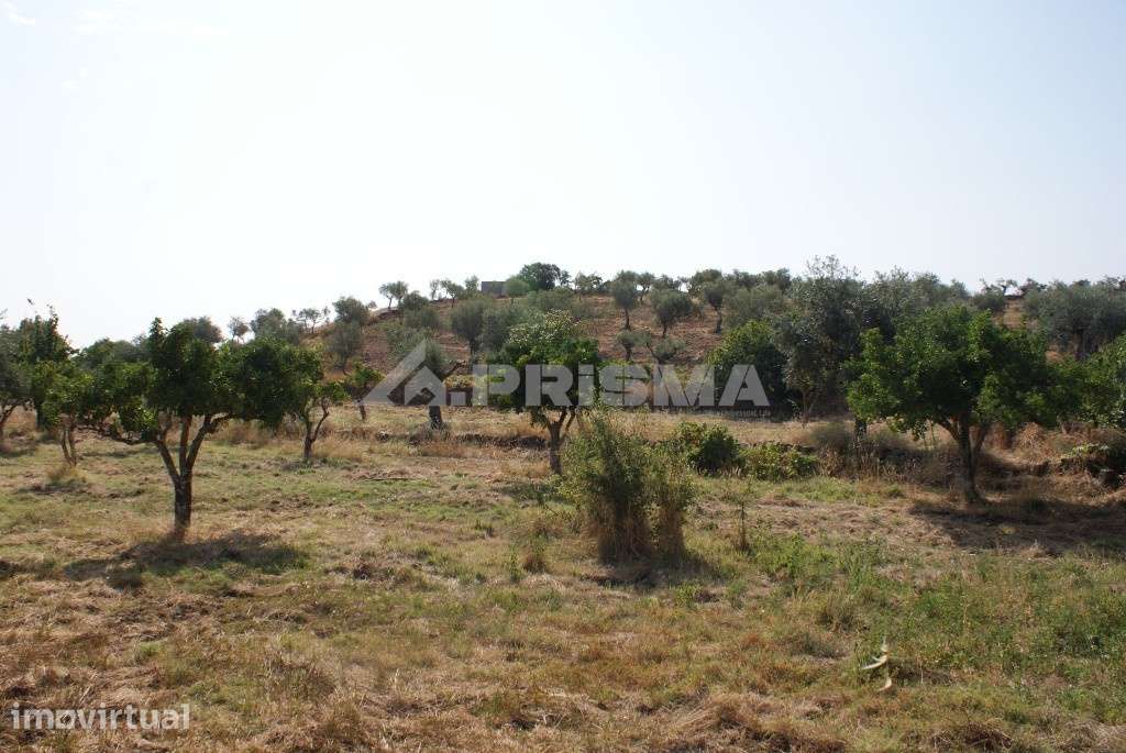 Terreno agrícola - Grande imagem: 2/12