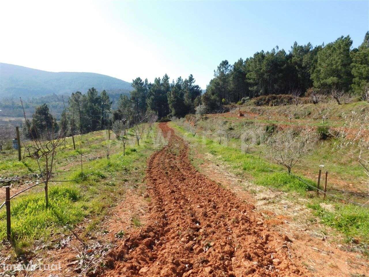 Quinta / Fundão, Alcaide - Grande imagem: 2/4
