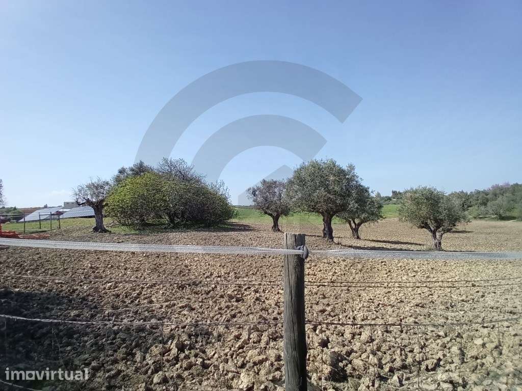 Terreno - Póvoa, Casével, Santarém - Grande imagem: 2/4