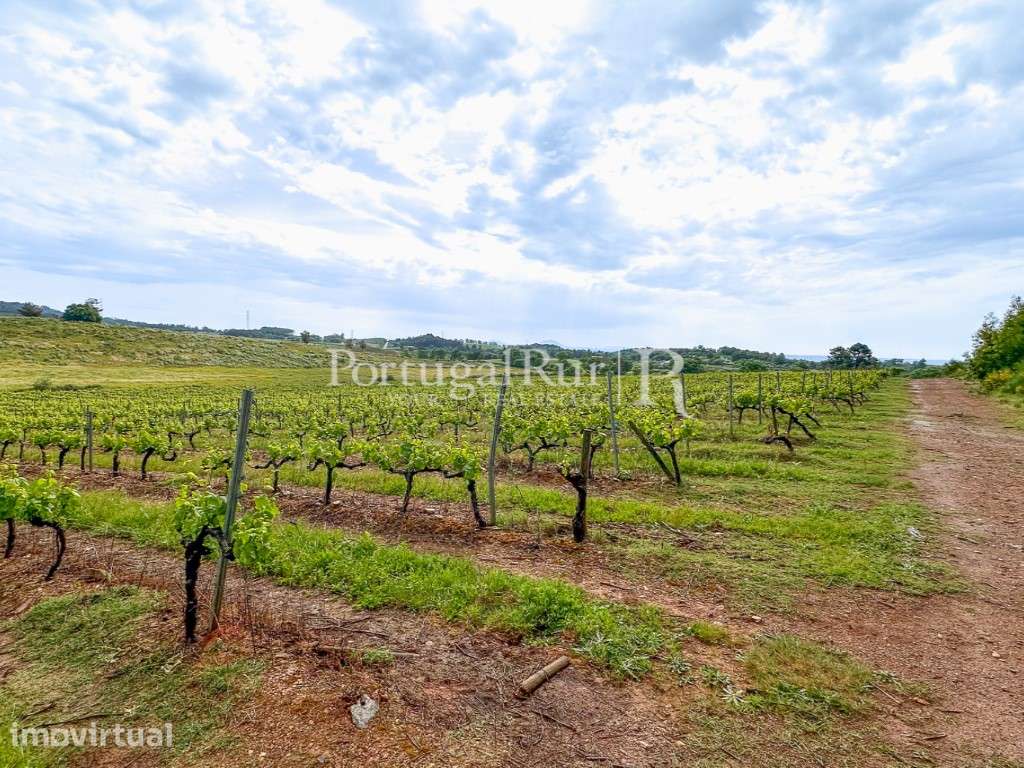 Quinta de 30ha para agricultura, com cerejal e vinha - Grande imagem: 2/11