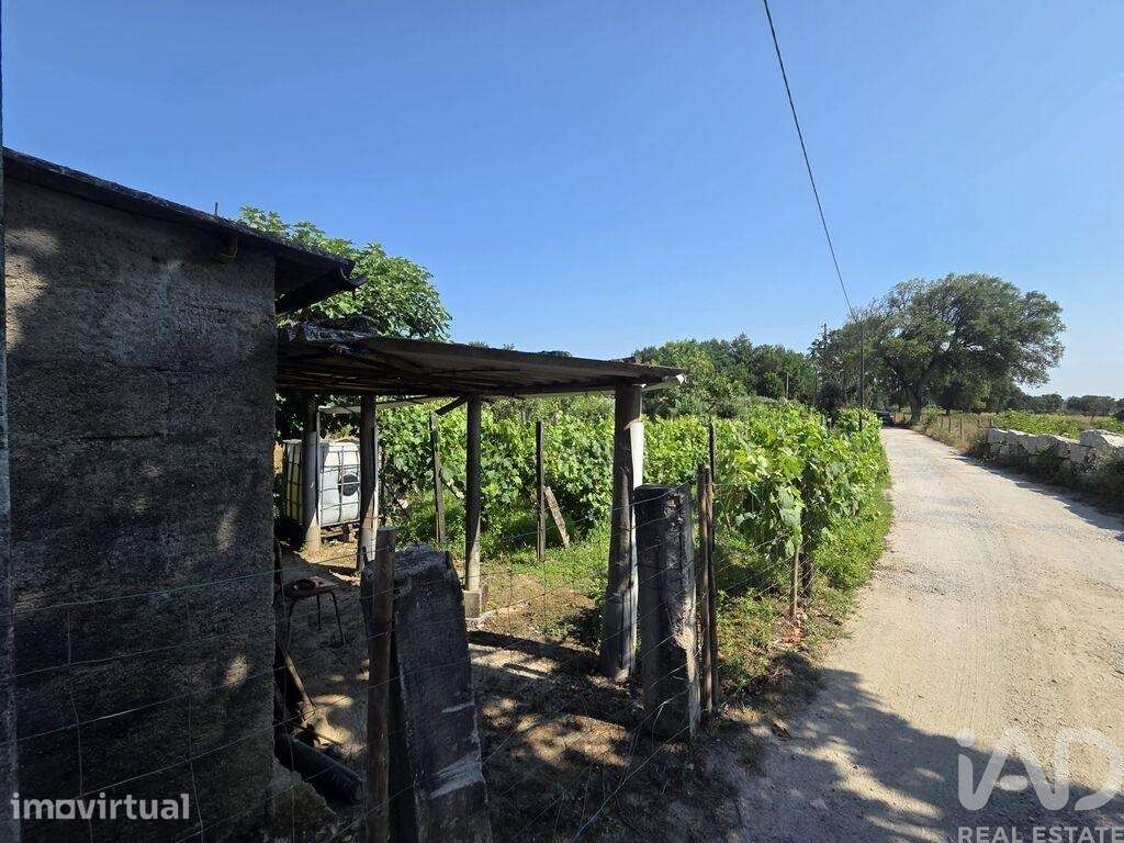 Terreno Agrícola em Santa Comba Dão e Couto do Mosteiro - Grande imagem: 4/10