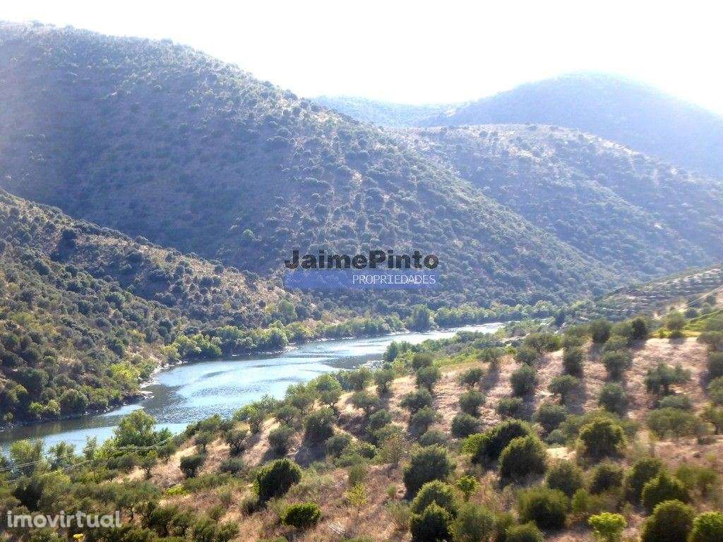 Olival em 400.000m2, perto rio Douro, região de Ligares, Barca DAlv... - Grande imagem: 3/9