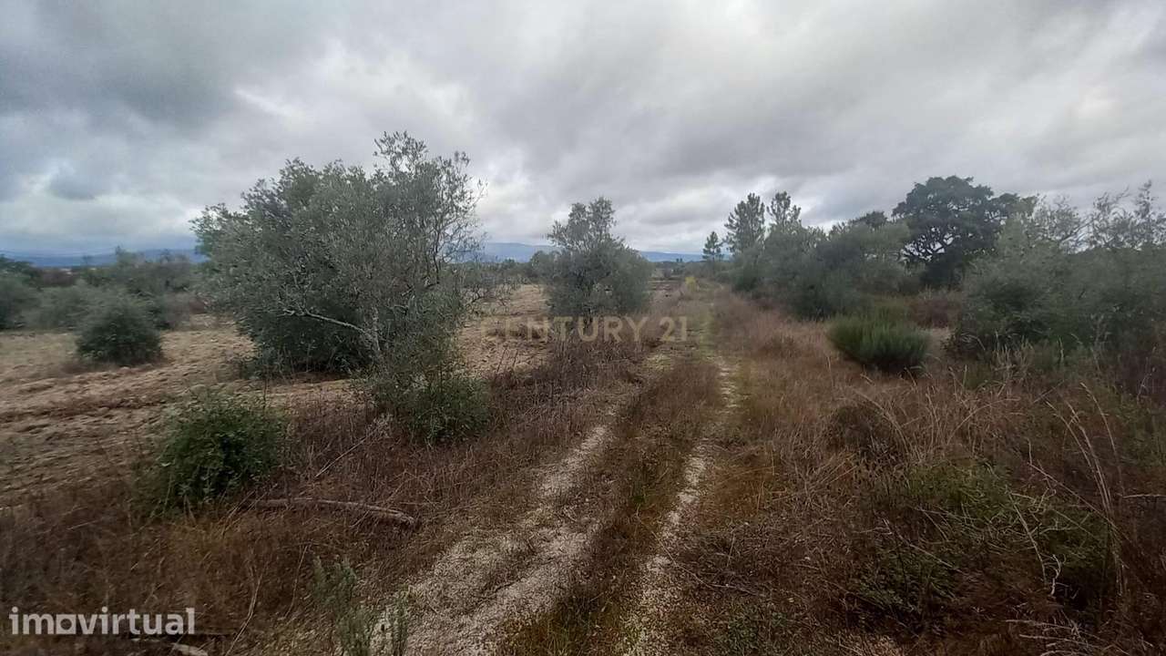 Terreno rustico 4500 m2 Lardosa - Grande imagem: 2/10