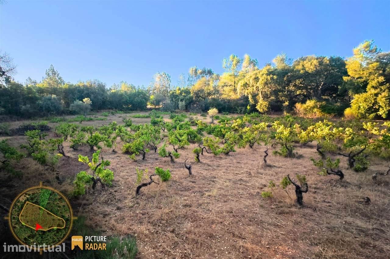 Terreno com Vinha e Poço em Granito | Salgueiro do Campo - Grande imagem: 5/20
