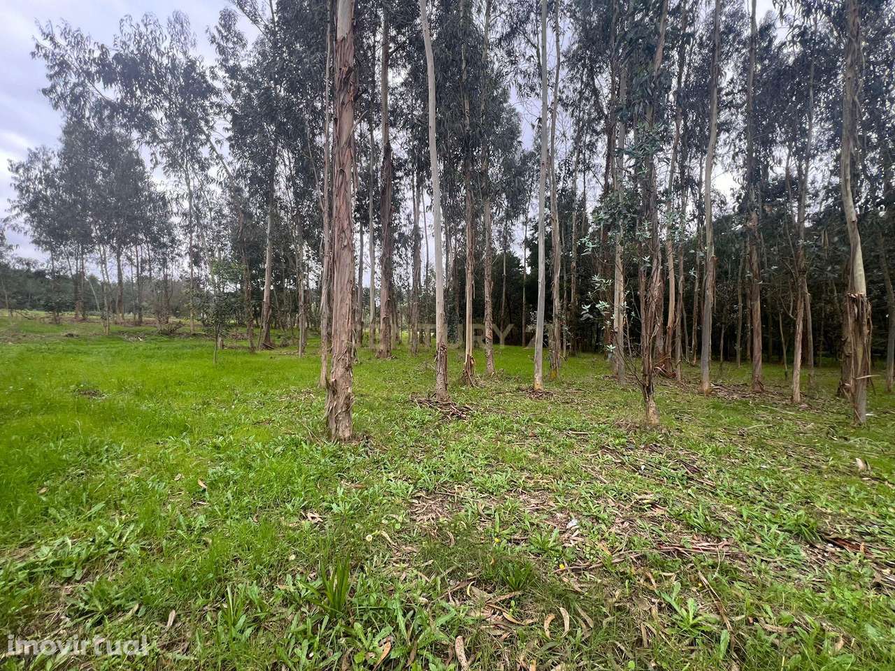 Eucaliptal - Monte - Para VENDA - Calvão - Grande imagem: 5/24