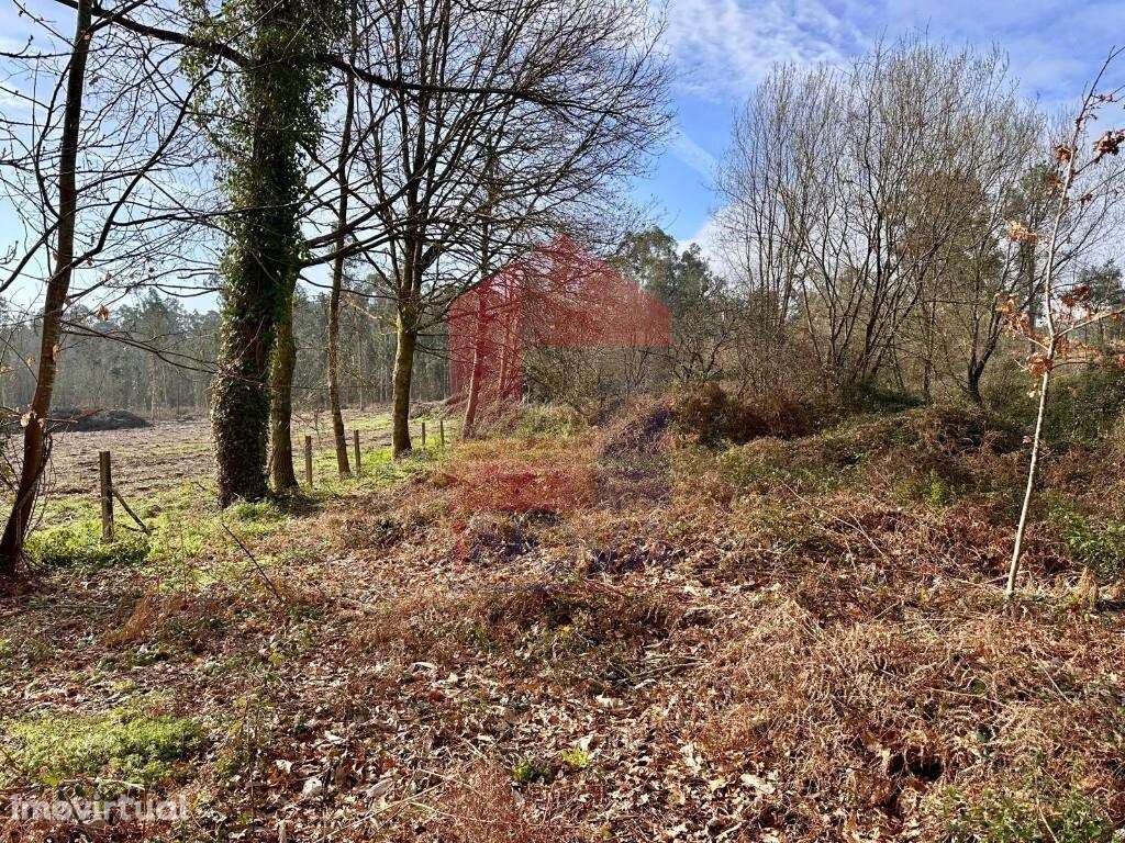 Terreno Agrícola, Freiriz - Grande imagem: 5/13