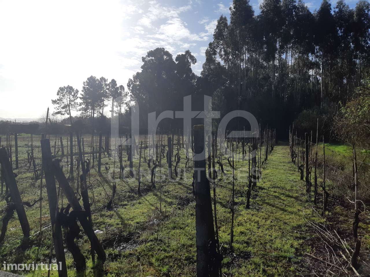 Terreno  Venda em Oliveira do Bairro,Oliveira do Bairro - Grande imagem: 2/4