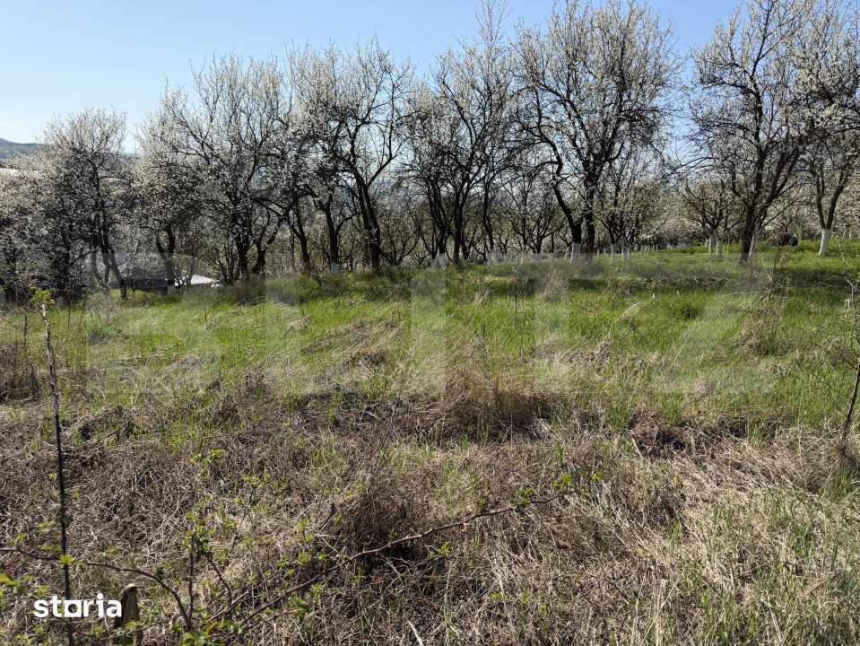 Teren intravilan in localitatea Criseni in suprafata de 2700 mp - Imagine principală: 3/4