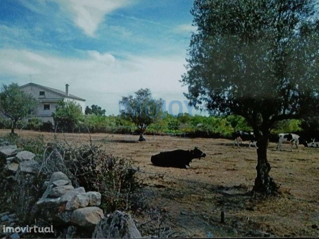 Terreno Rústico para Venda Ade, Guarda - Grande imagem: 2/12