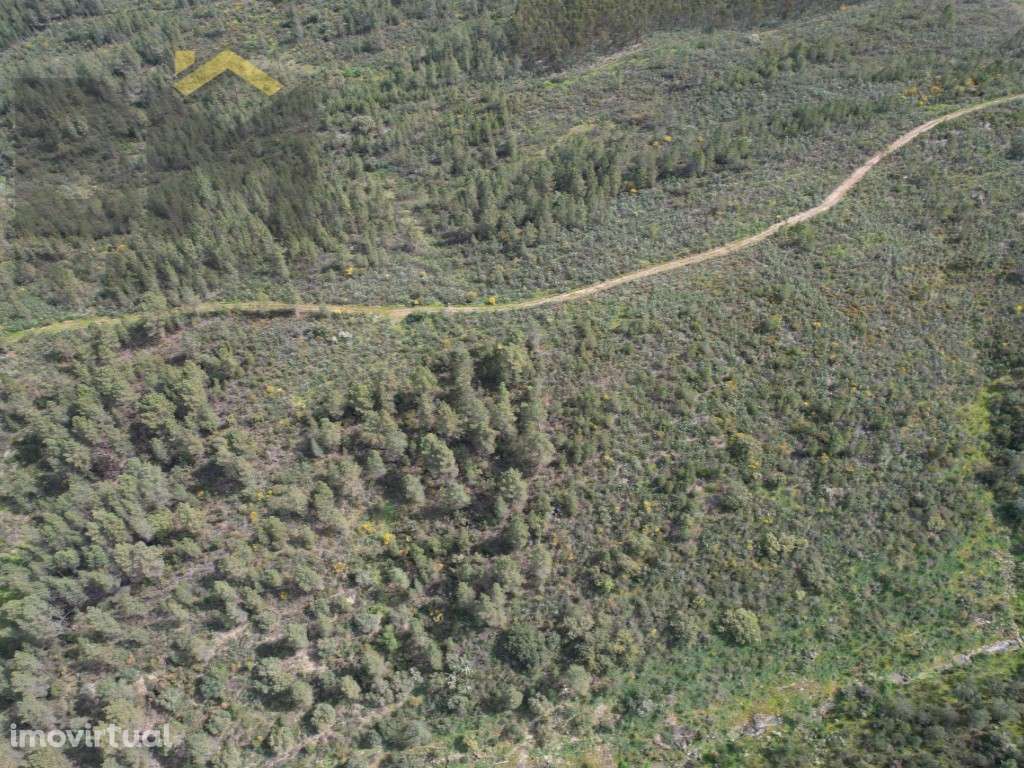 Terreno Rústico com 14.080 m² - Salgueiro do Campo - Grande imagem: 4/4