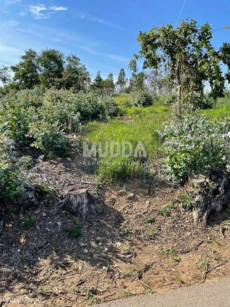 Terreno com viabilidade de construção - Grande imagem: 2/3