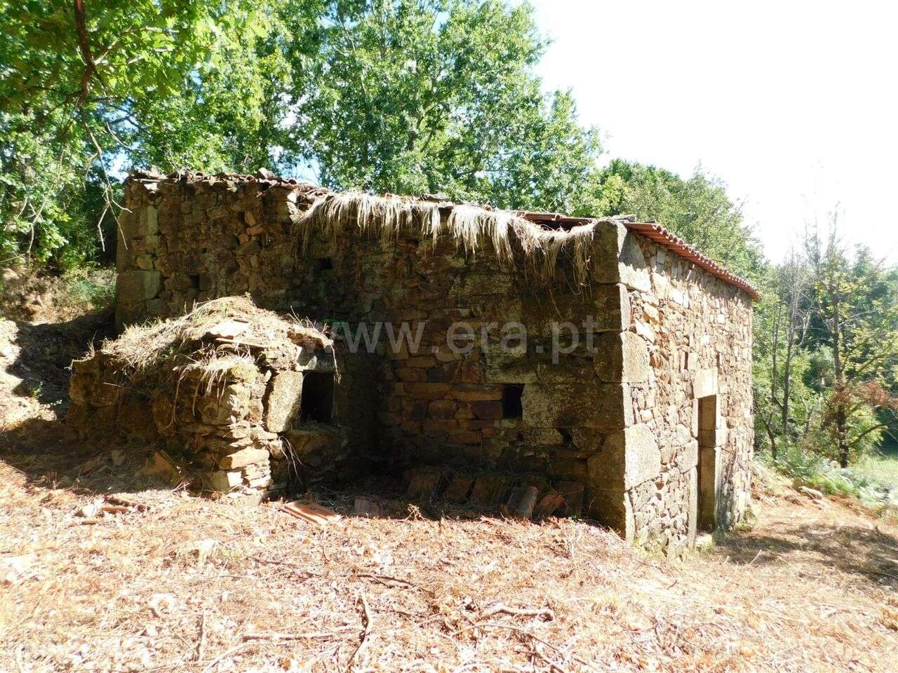 Terreno com ruina / Seia, Seia - Grande imagem: 4/10
