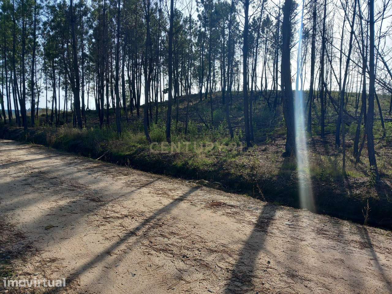Pinhal com 6680 m2 em Vale Chiqueiro-Santo André das Tojeiras - Grande imagem: 4/10
