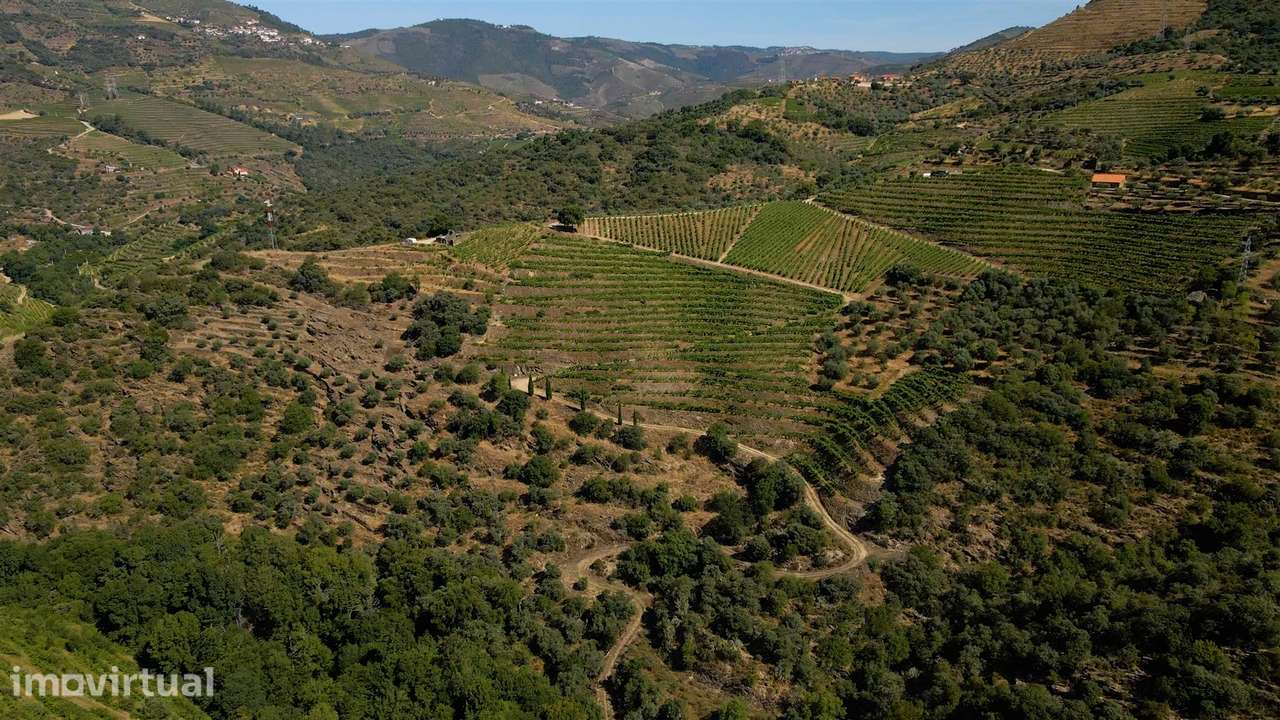 Quinta de Batéu – Douro Vinhateiro - Grande imagem: 5/21