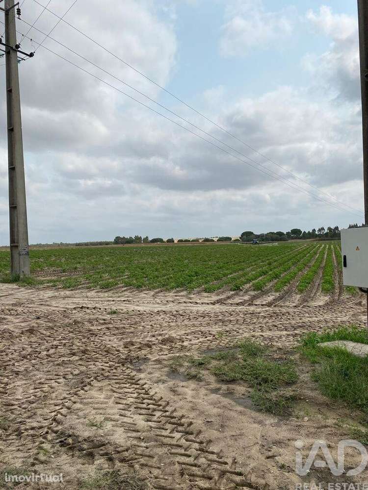 Terreno Agrícola em Pegões - Grande imagem: 2/2