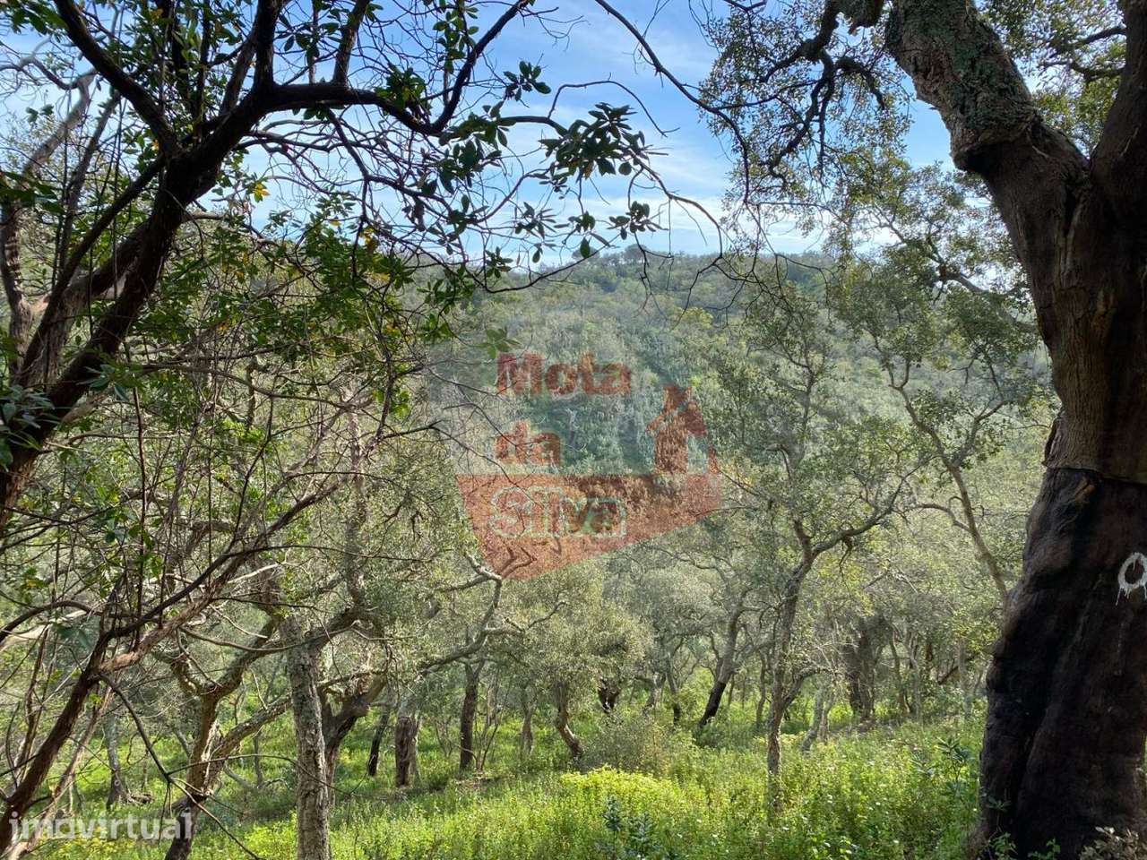 Terreno de 6ha com vista mar em São Francisco da Serra - Grande imagem: 2/15