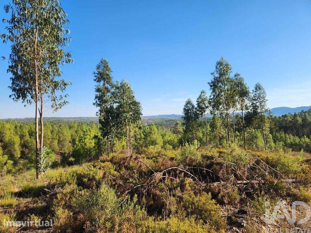 Terreno Agrícola em Sarzedas - Grande imagem: 3/17