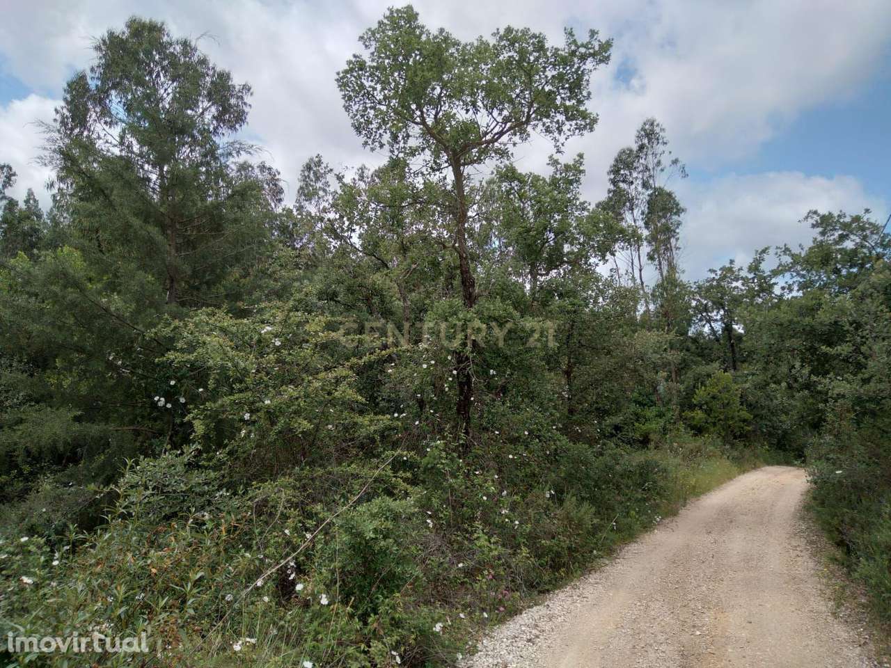 Terreno Rùstico - Grande imagem: 4/7