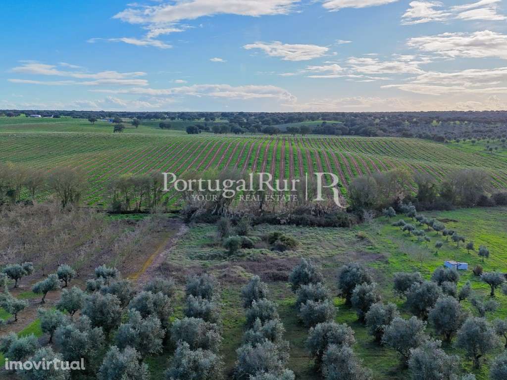 Propriedade com 1,5 ha e casa para recuperar no Alentejo - Grande imagem: 3/24