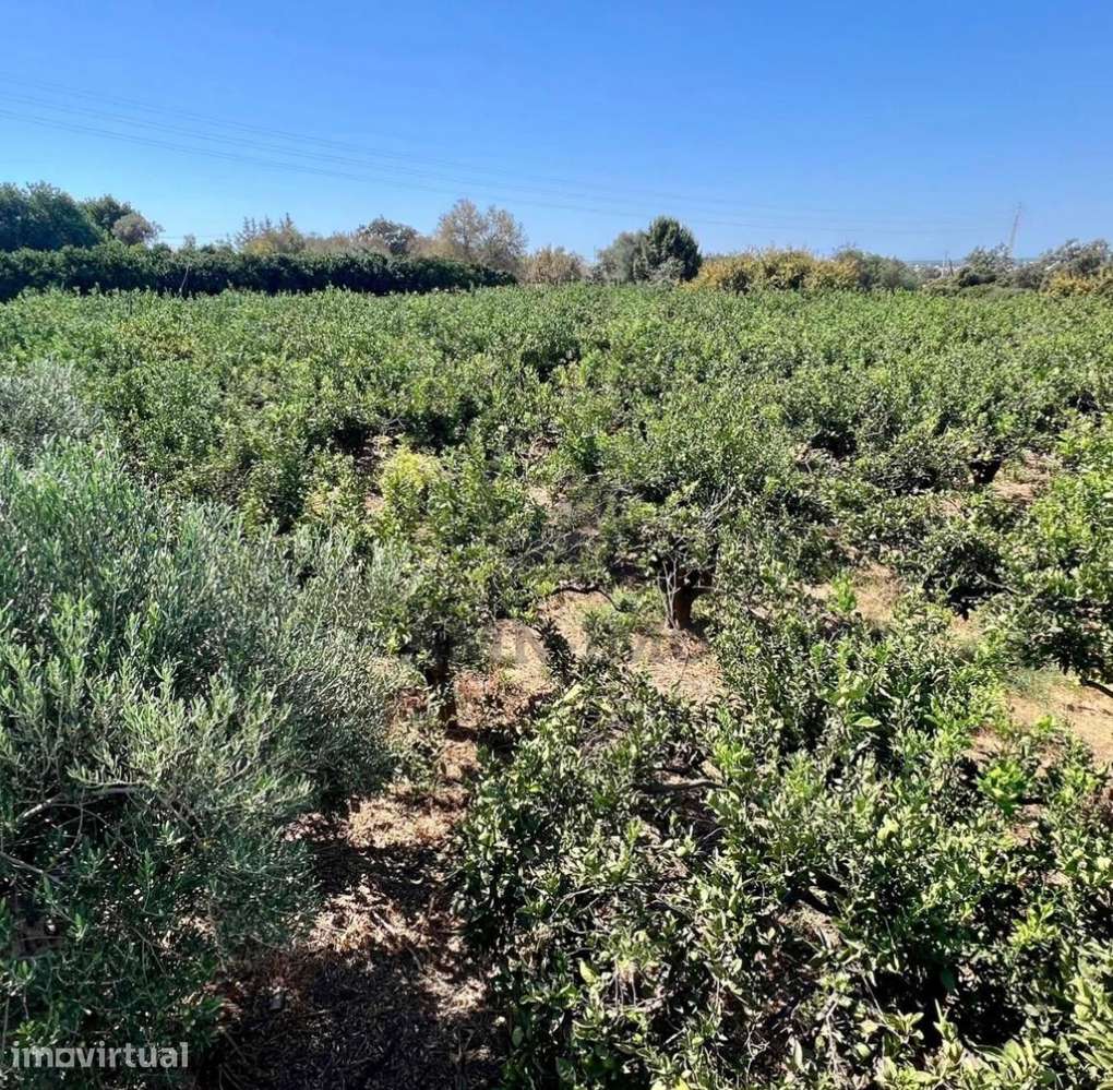 Terreno Rural (Laranjal) – Barros (Conceição e Estoi, Faro) - Grande imagem: 4/10
