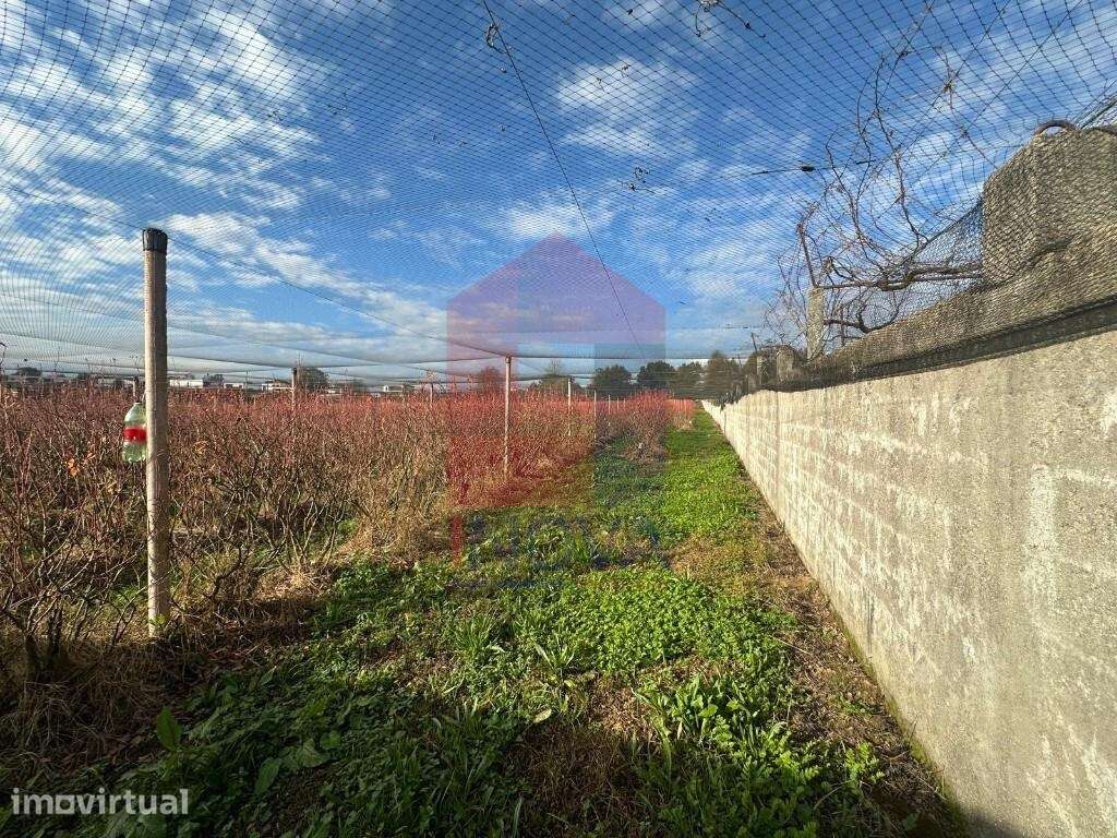 Terreno com plantação, Turiz - Grande imagem: 3/27