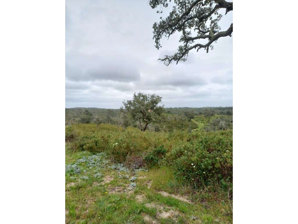 Terreno - Grândola - Grande imagem: 5/6