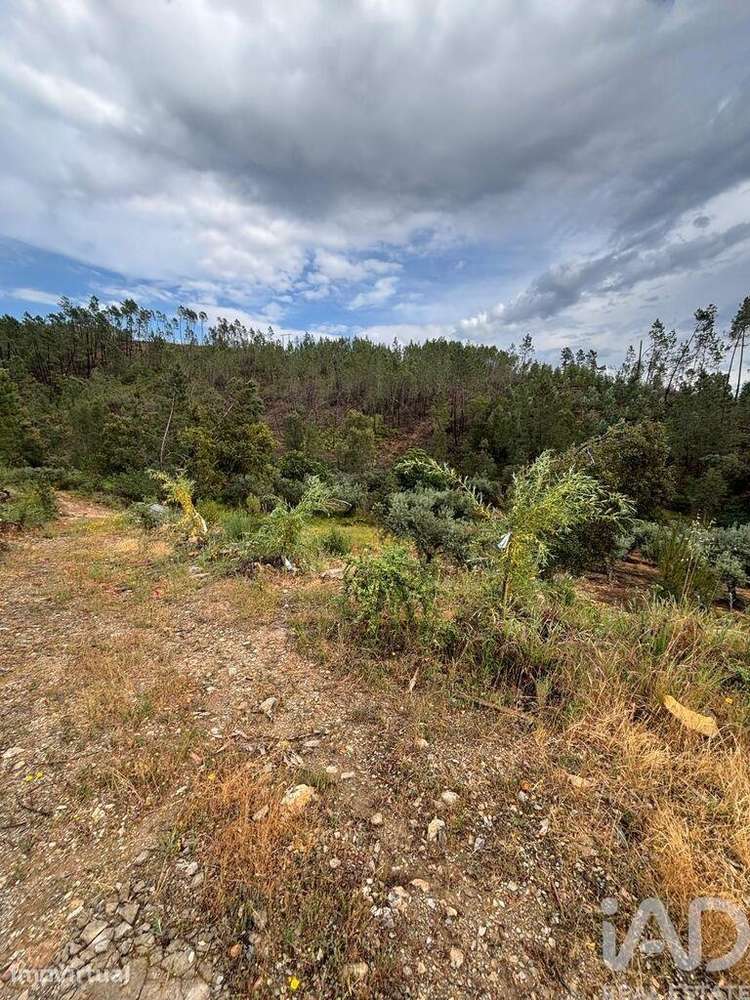 Quinta agricola em Sarzedas de 6840 m2 - Grande imagem: 5/18