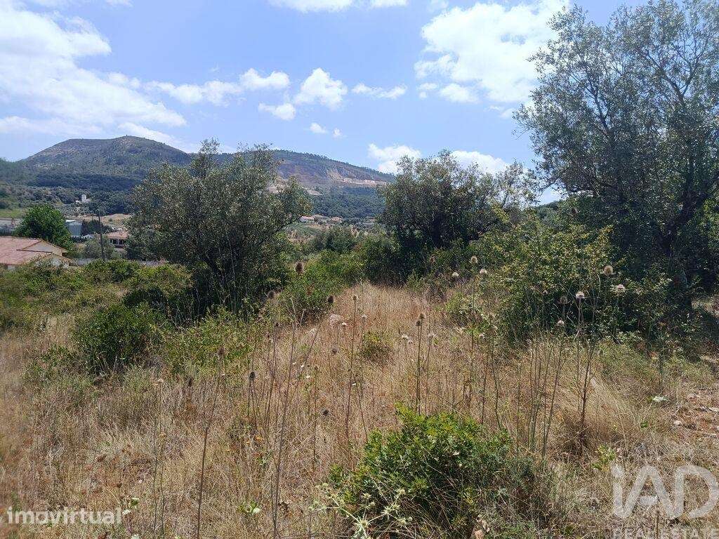 Terreno Agrícola em Porto de Mós - São João Baptista e São Pedro - Grande imagem: 5/11