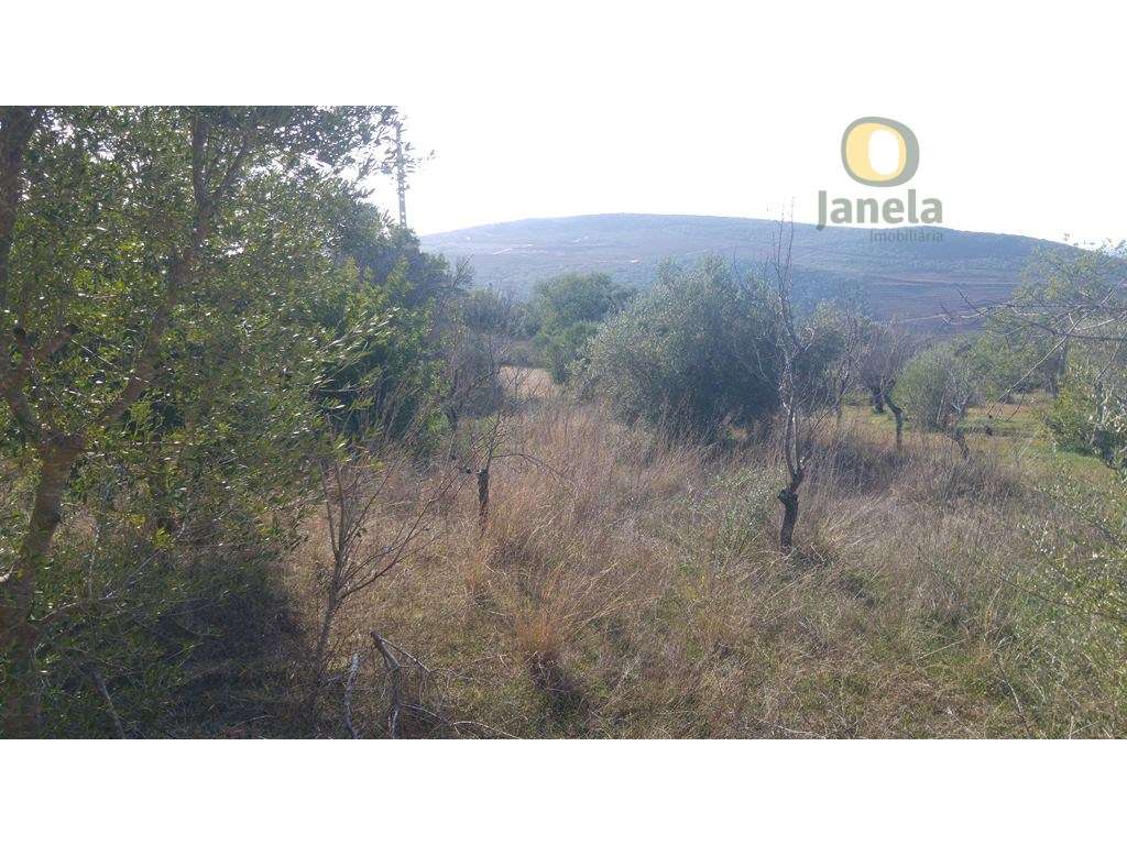 Terreno plano com bom acesso - Grande imagem: 5/5