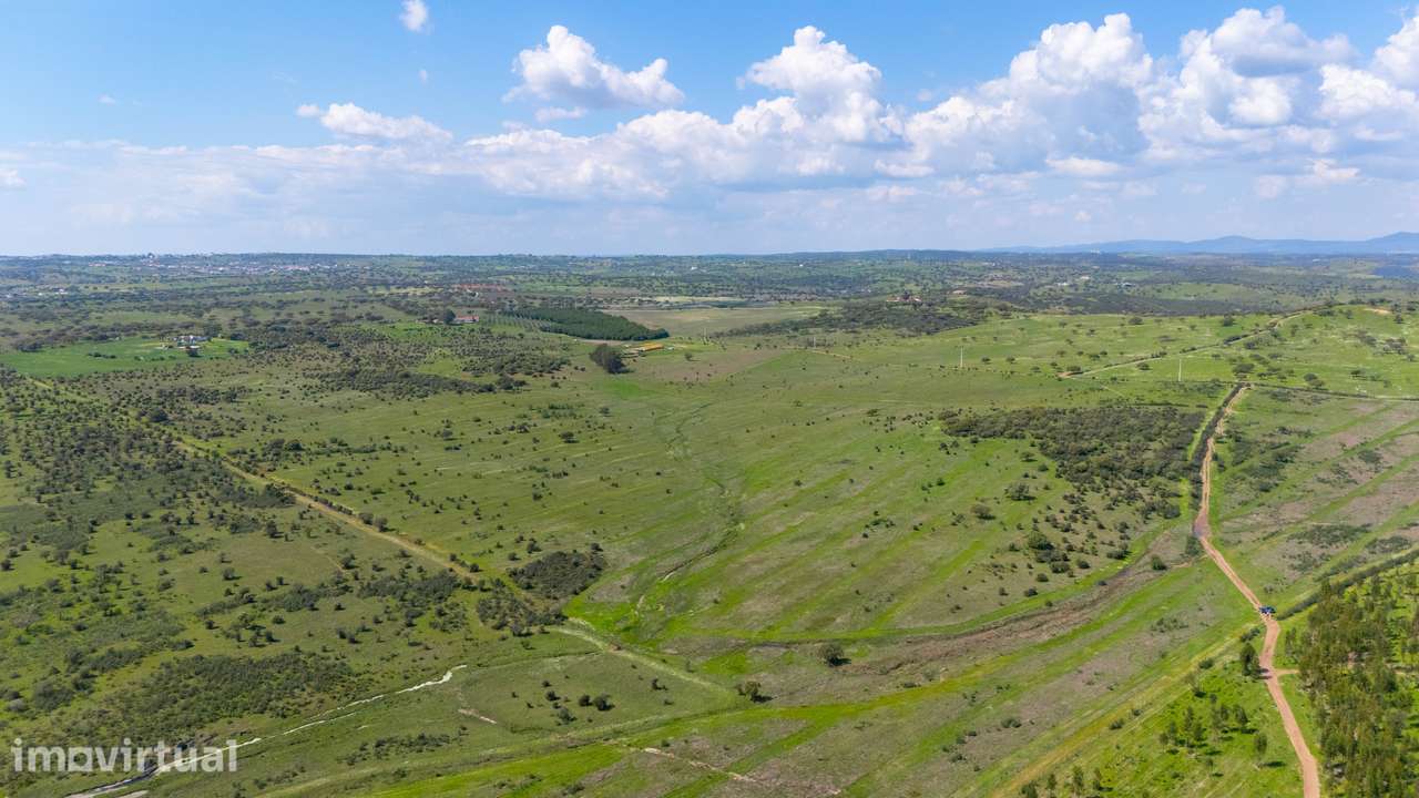 Herdade da Mancha – Ativo Rural de Grande Escala com 149 Hectares no A - Grande imagem: 5/13