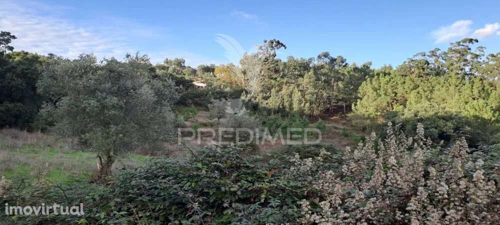 Terreno Lousa - Grande imagem: 2/7