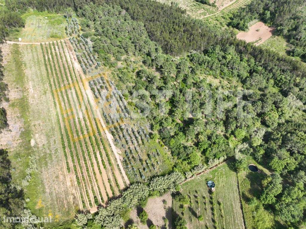 Terreno Agrícola de 8875m2 - Excelente exposição solar - Sobral da ... - Grande imagem: 5/15