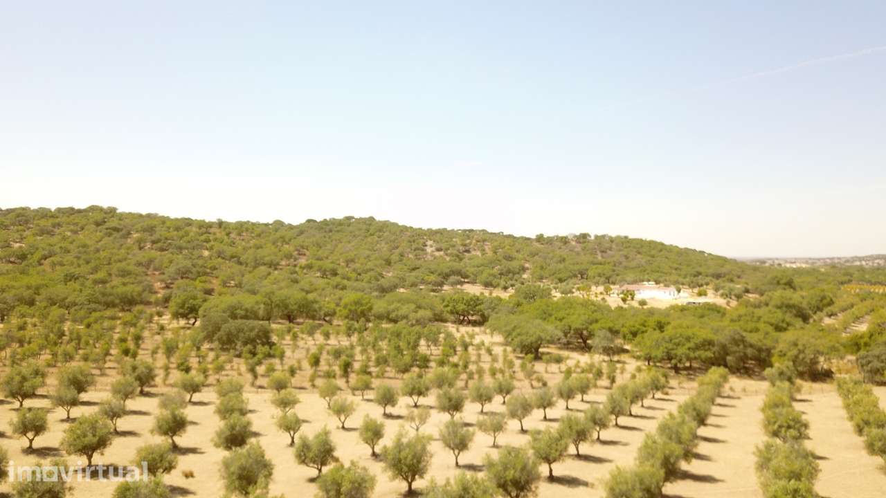20 HECTARES COM OLIVAL E 417 M² C p/ RECUPERAR NO CORAÇÃO DO ALENTEJO - Grande imagem: 3/56