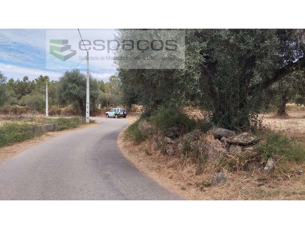 Terreno com olival - Grande imagem: 3/11