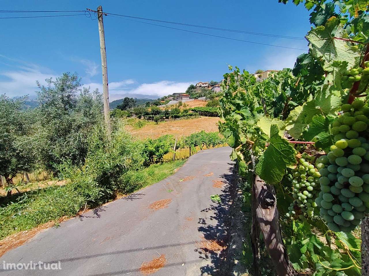 Quinta da Portinha, para projeto agrícola, em S. Tomé de Covelas perto - Grande imagem: 5/16