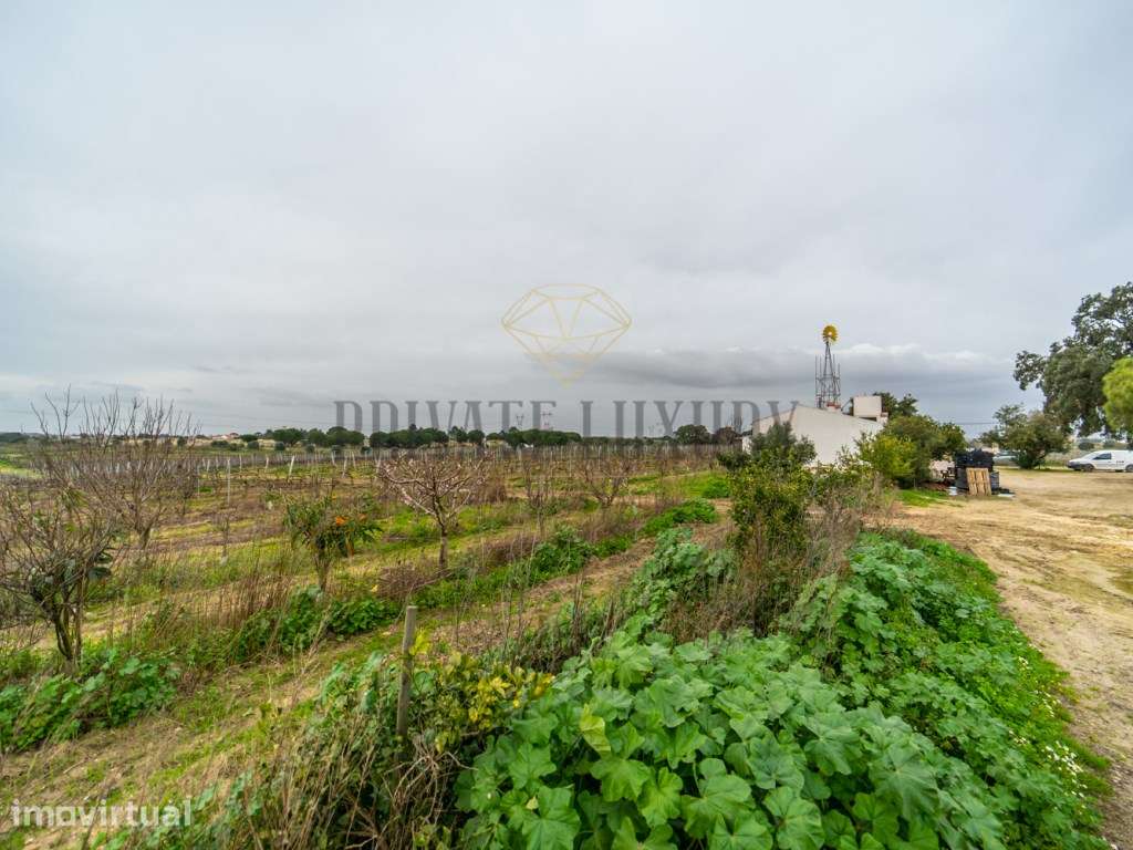 Vinhas Península de Setúbal, casas, anexos e armazém, 45Ha. - Grande imagem: 3/11