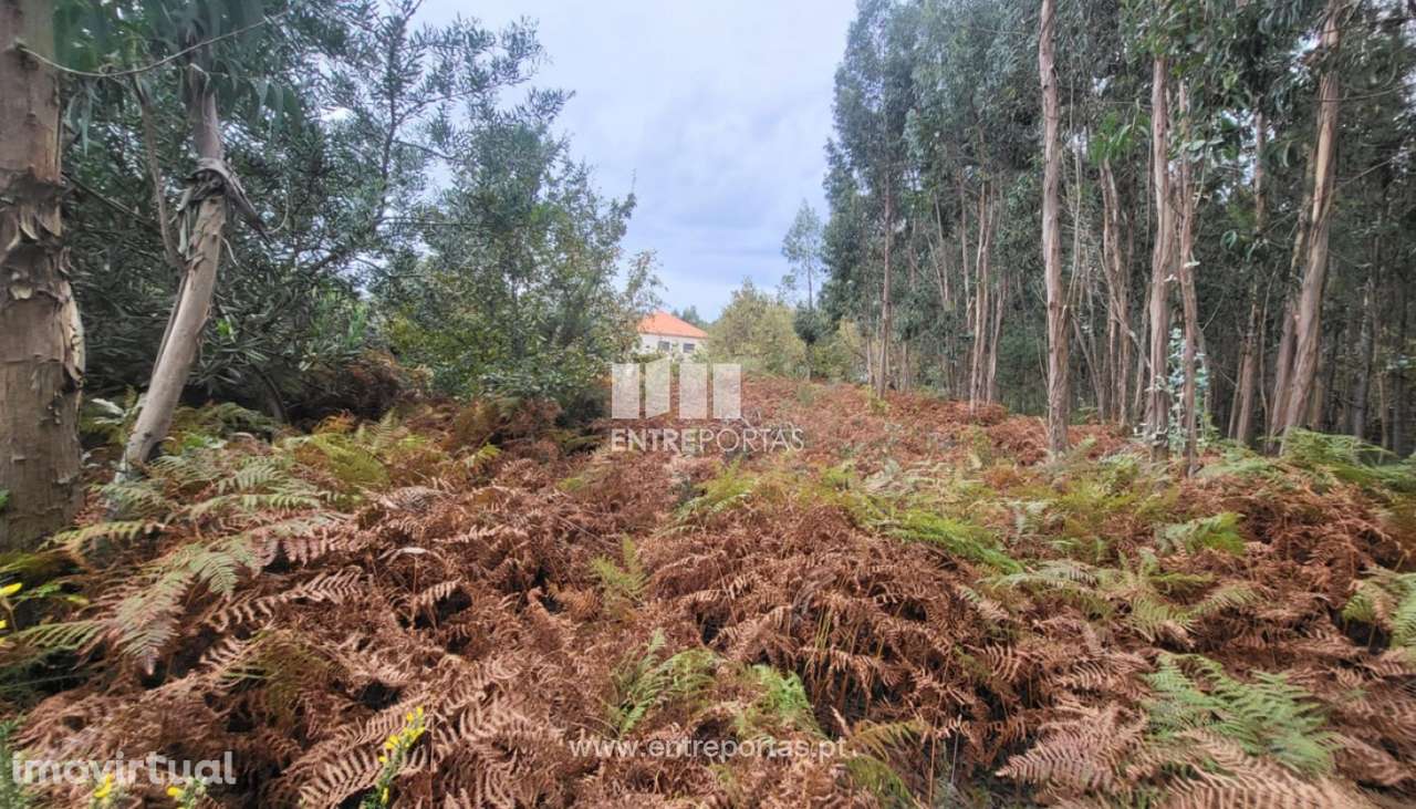 Venda de terreno florestal c/ 650m², Subportela, Viana do Castelo - Grande imagem: 5/30